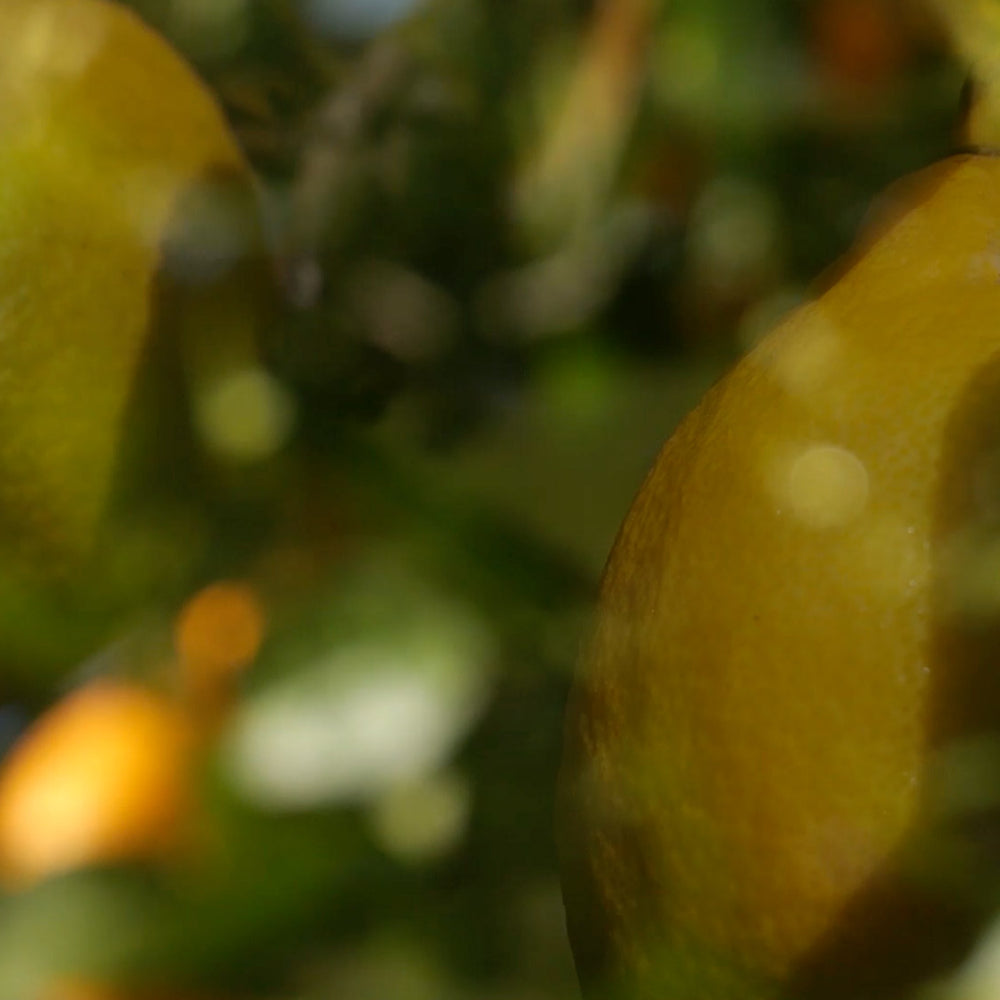 Close-up of a lemon on a tree with a blurred background