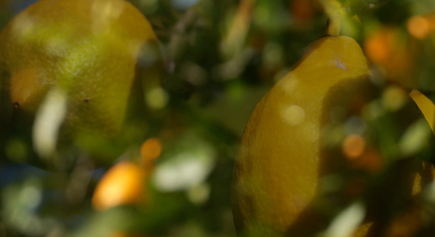 Close-up of a lemon on a tree with a blurred background